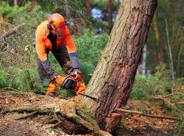 Best Tree Removal  in USA